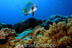 Dive Buddies
Saw this unusual pair of a Green sea turtle... by Daniel Ocampo 